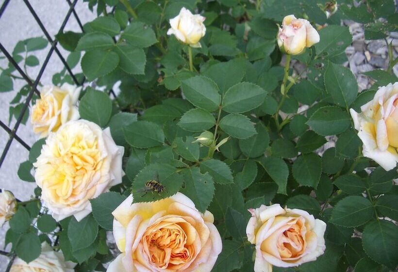 Roomantic Apartments