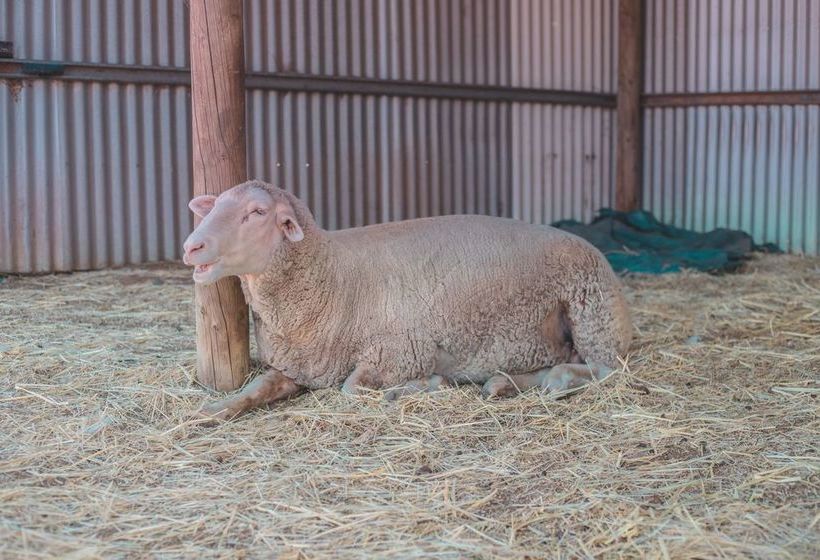 Seppelts View Cabins