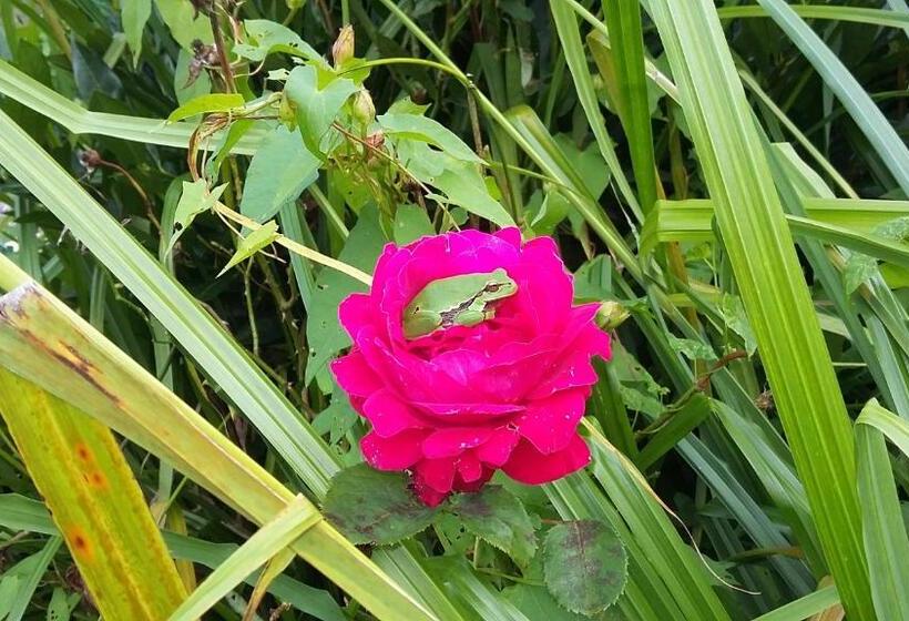 Victoria Arromanches B&b