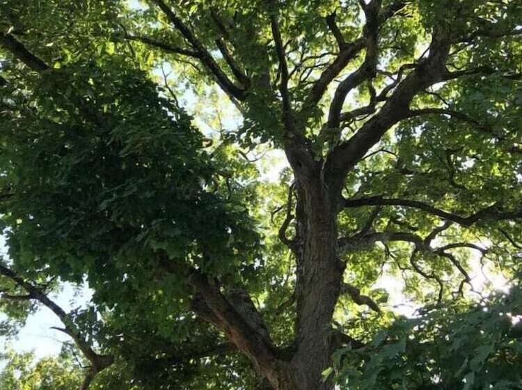 فندق Hollybush Lodges