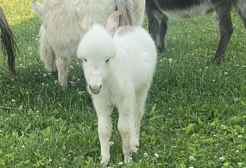 بنسيون 3547 Pleasant Run Rd