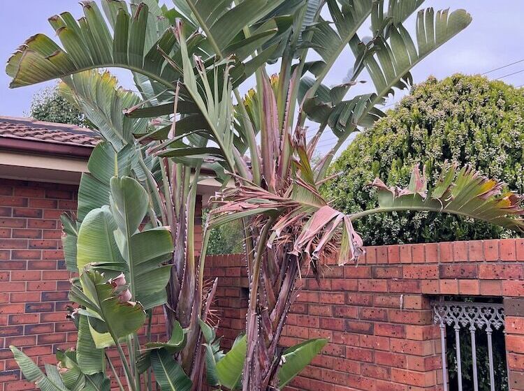 بنسيون Apple House Hoppers Crossing