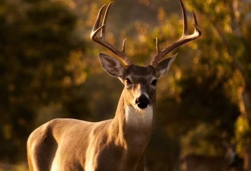 إقامة Immaculate 1 Bed House In Gois Mountain View