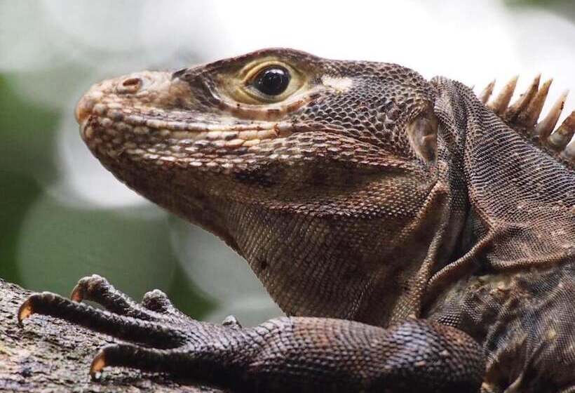 בית מלון כפרי Drake Bay Sunset Lodge