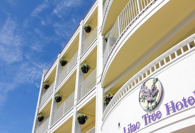 Отель Lilac Tree Suites