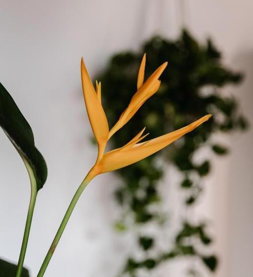 هتل San Martin La Punta