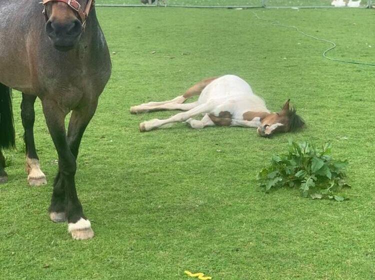 Cute And Cosy Shepard Hut With Wood Fuel Hot Tub