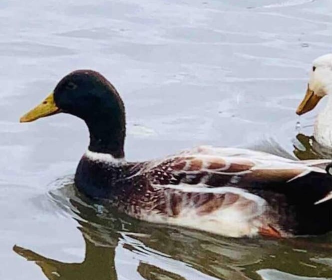 Cute And Cosy Shepard Hut With Wood Fuel Hot Tub