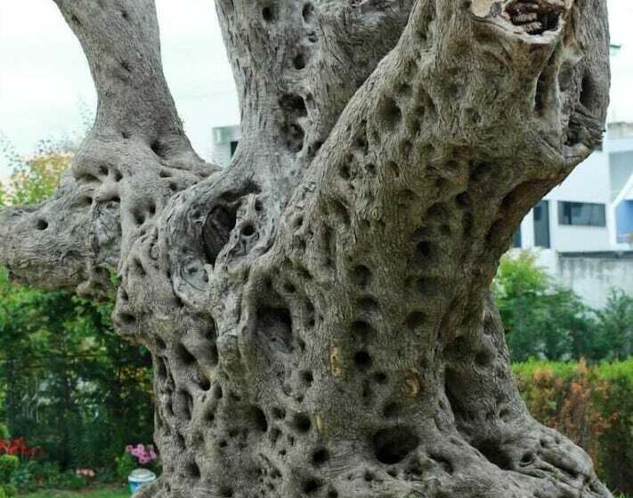 בית מלון כפרי Garden Palace