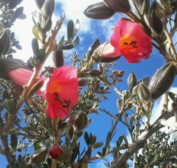 Отель Hostal Quilla Wasi Isla Del Sol