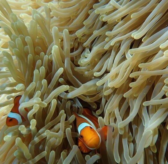 צימר Kubu Sari Guest House