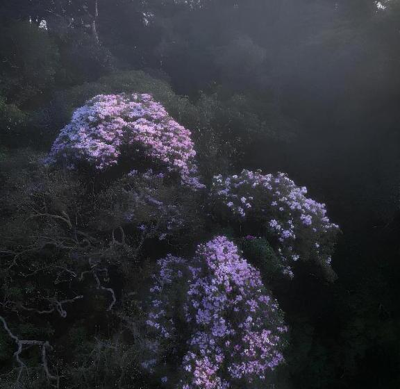 تختخواب و صبحانه Wind S House Ha Giang