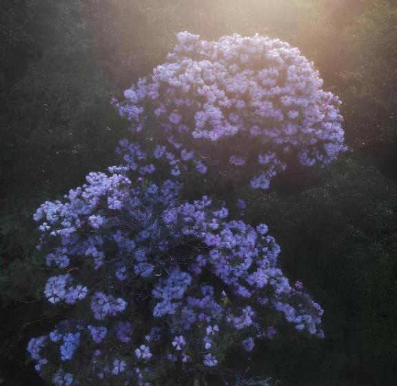 تختخواب و صبحانه Wind S House Ha Giang