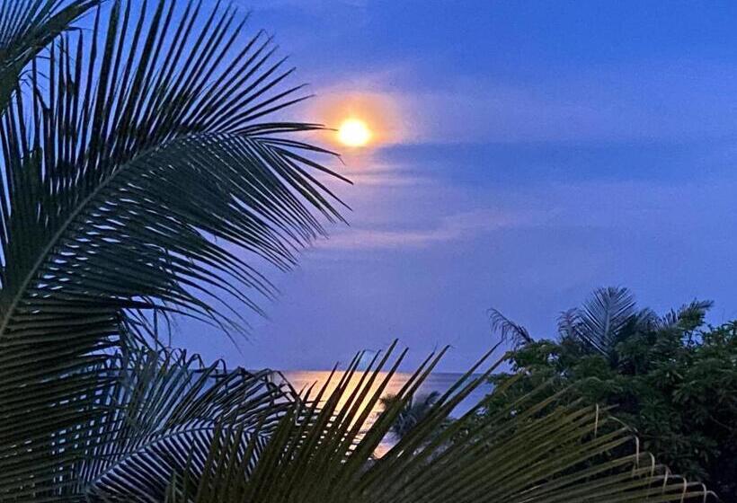 Uverito Sand Dollar B&b