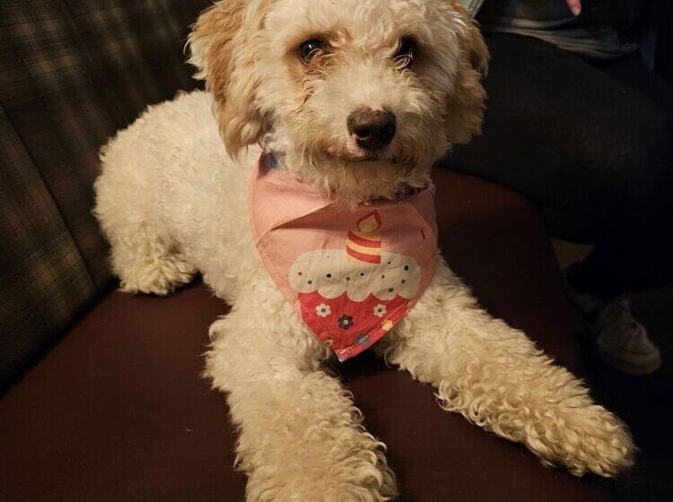 Отель Dog And Partridge Inn