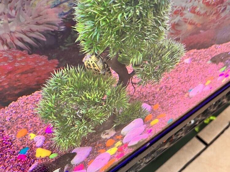 בית מלון כפרי Oyster Pearl Near Medanta Hospital Sec39