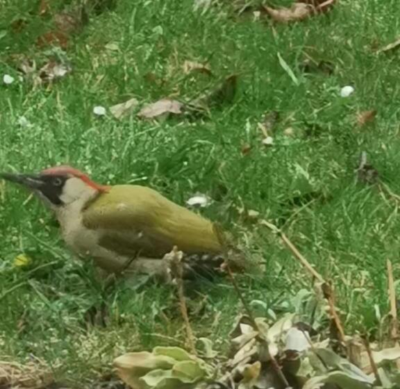 Scrab&ble Ecologische Gastenkamers