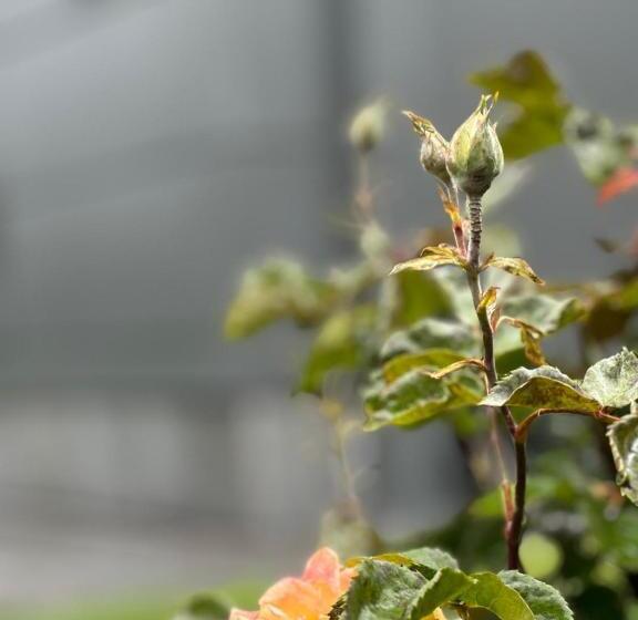 Your House Apart Otel