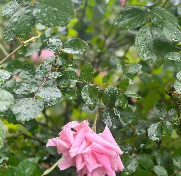 Your House Apart Otel