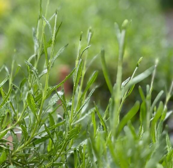 Your House Apart Otel