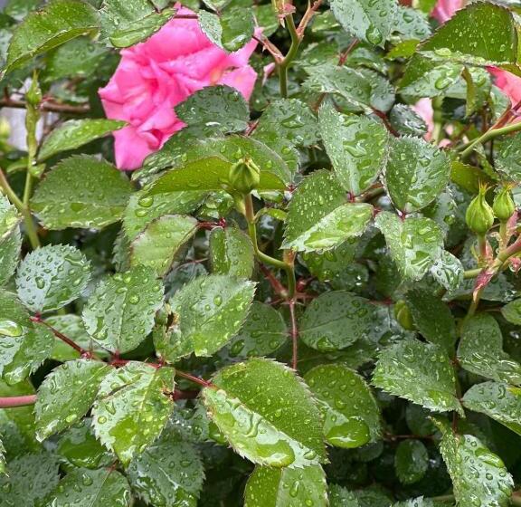 Your House Apart Otel