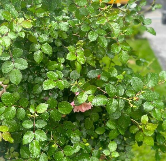 Your House Apart Otel