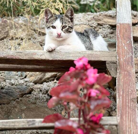 هاستل Guest House Bozvill