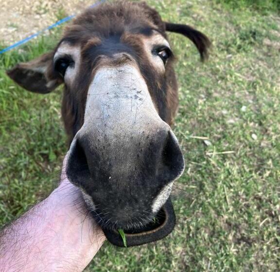 צימר Le Montesser