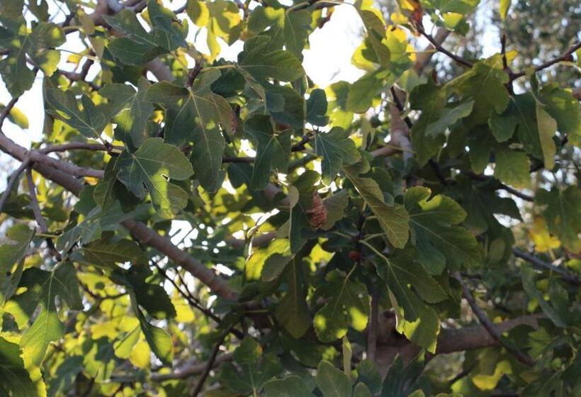 تختخواب و صبحانه Les Jardins Fleuris