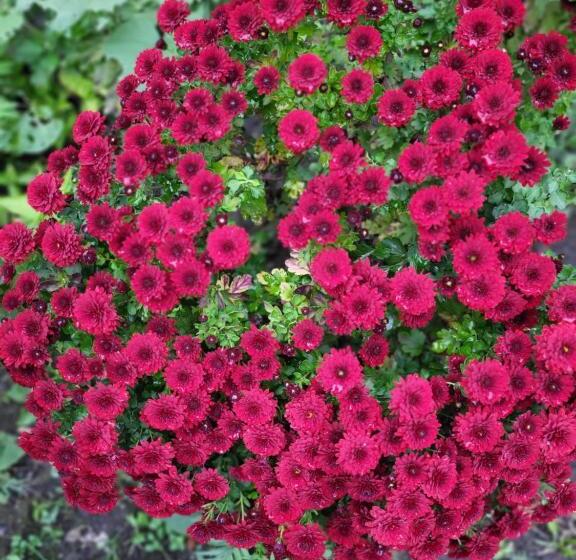 Gabala Garden Hostel