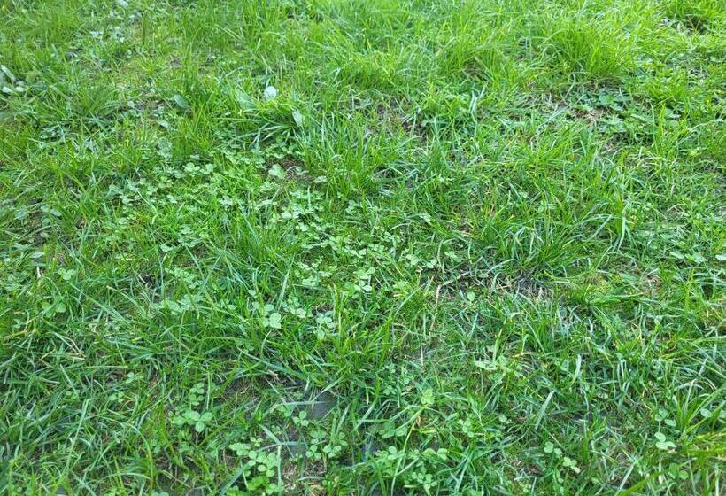 Gabala Garden Hostel