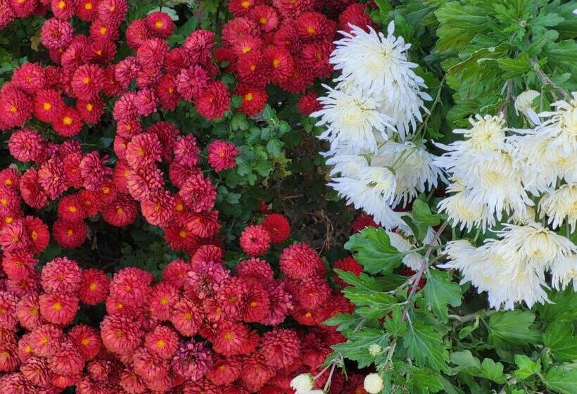 Gabala Garden Hostel