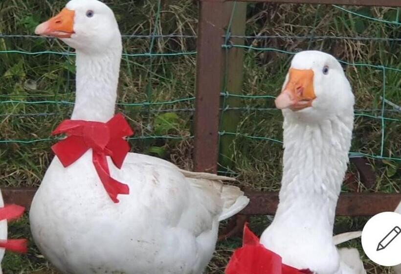 호텔 Bright Cottage, Kingdom Of Mourne