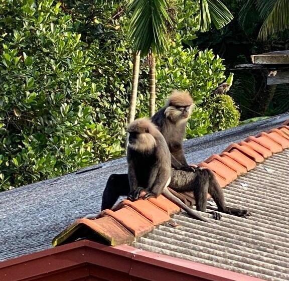 בית מלון כפרי Idyllic Place In The Jungle