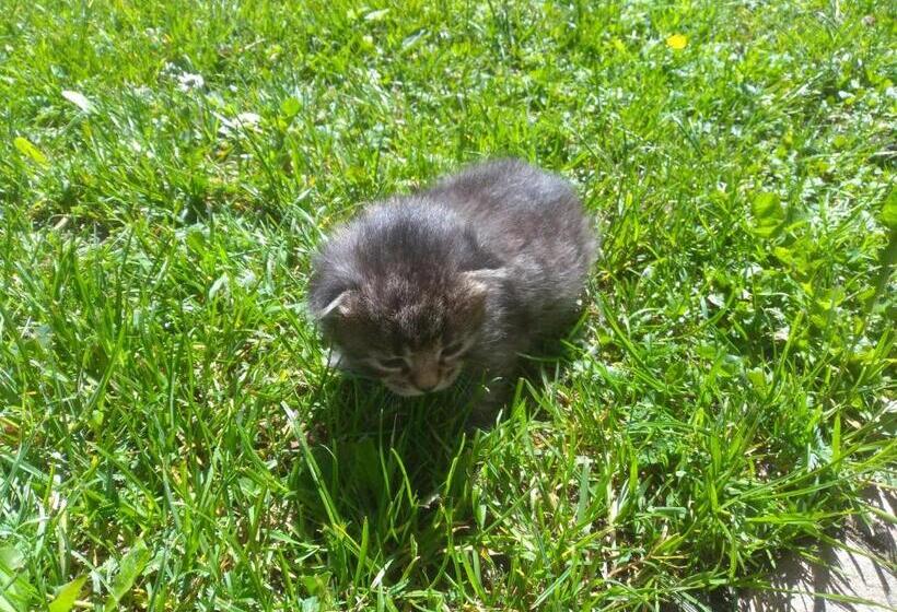 בית מלון כפרי Jochelerhof