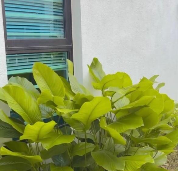 هتل Krisa Scarlet’s Farmhouse