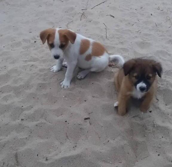 ペンション Africamp Beachfront Cabins