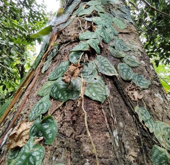 הוסטל Ditsowou Lodge & Tours