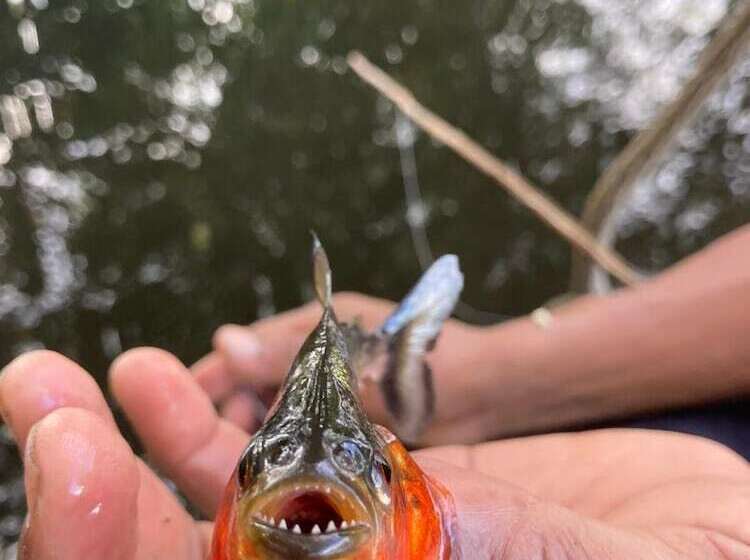 ユースホステル Ipanema Lodge