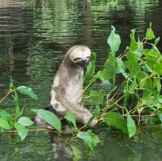 ユースホステル Ipanema Lodge