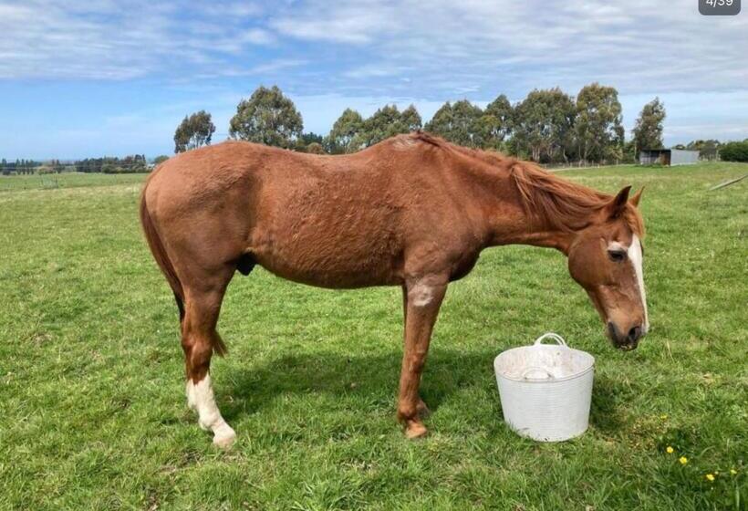 Hotelli The Castle 欧式城堡