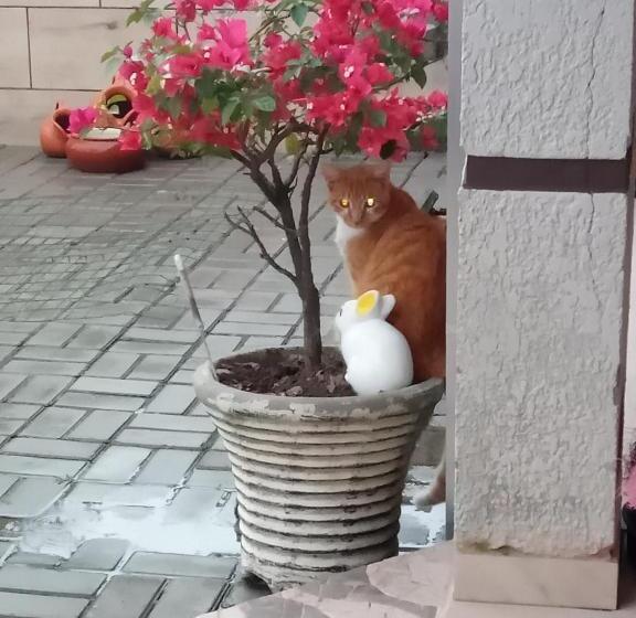 פנסיון Kitnet Da Elô