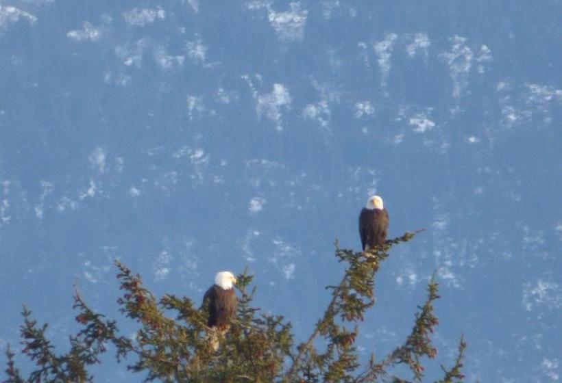 فندق Crane's Rest B&b