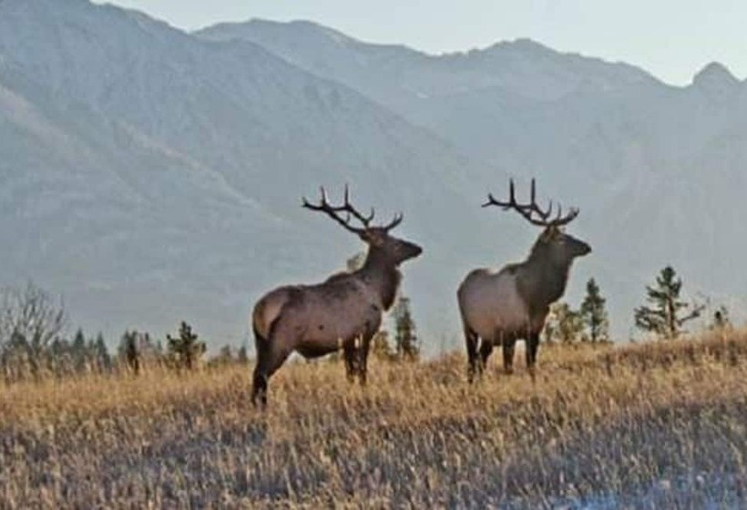 فندق Flat Creek Inn