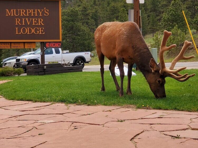 Отель Murphy's River Lodge