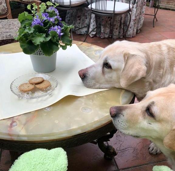 Отель Pensjonat Pod Lipami