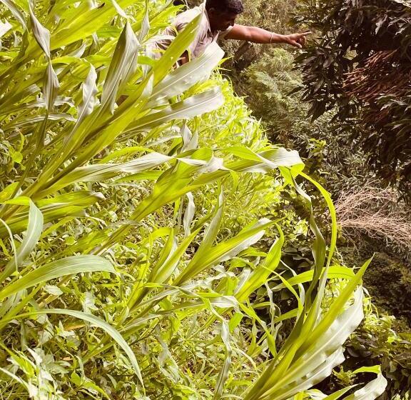 Sukhsaroj Hotel & Resorts