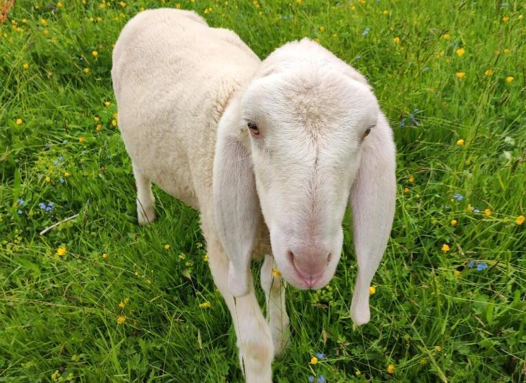 호스텔 Sonnenberg Dormitories