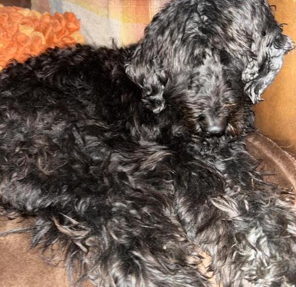 צימר Brownrigg Half A House & Garden