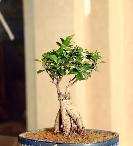 ホテル Blusalzz Residence Amritsar